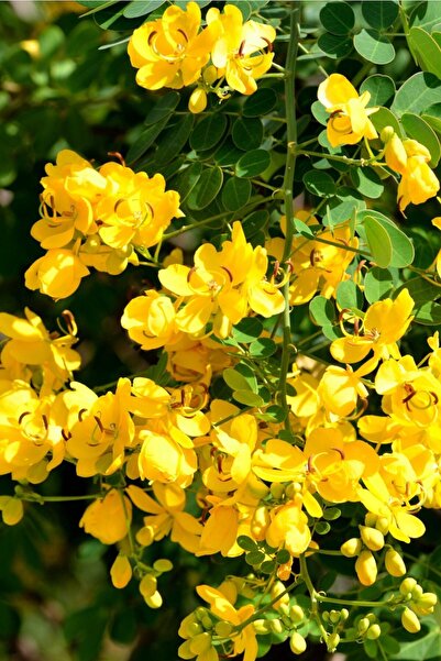ZENGARDEN EV VE BAHÇE Altın Çin Tarçın Ağacı Tohumu Cassia Floribunda