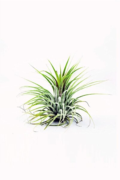 Cemre Garden Tillandsia Ionantha Hava Bitkisi - Hava Çiçeği - Ev Ofis Salon Iç Mekan Bitkisi - 6-8 cm