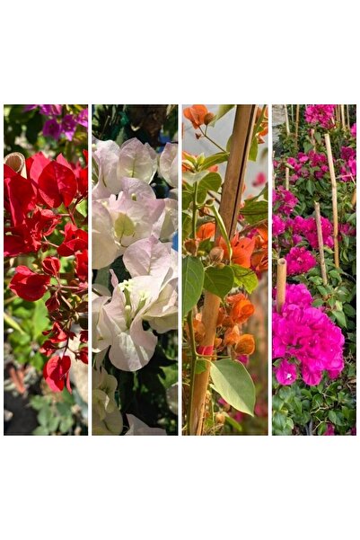serada decor & plant Begonvil Sarmaşığı Set 4 Adet (KIRMIZI BEYAZ MOR PEMBE) Bol Çiçekli Balkon/bahçe Çiçeği