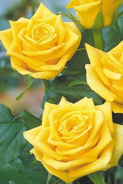 ÇİÇEKFLİX 1 Adet Kokulu Yediveren Sarı Gül Fidesi Açık Kök 30-35cm