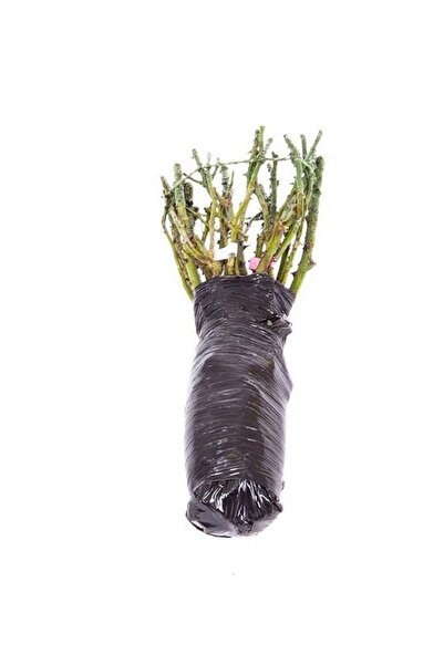 ÇİÇEKFLİX 1 Adet Sarı Kırmızı Gül Çiçeği Fidesi 30-35cm Açık Kök