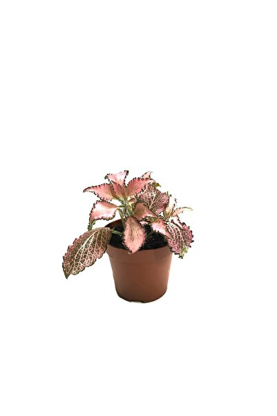 Betonish Fittonia - Pembe (Fitonya Çiçeği)