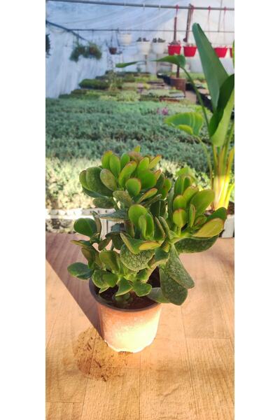 Genel Markalar Crassula Ovata Para Çiçeği ( 13 Cm Saksıda ) ( 10-20 Cm Arasın...