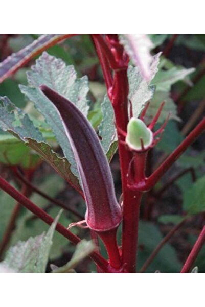 Tohum Dünyam 20 Adet Red Burgundy Bamya Tohumu