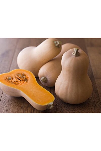 Tohum Dünyam 5 Adet Erkenci Bal Kabağı Tohumu