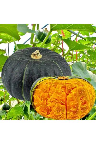 Tohum Dünyam 5 Adet Sweet Japanese Bal Kabağı Tohumu