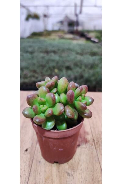 Ravza Çiçekçilik Sedum Lucidum Obesum Sukulent (5.5 Cm Saksıda ) Uçları Kırmızı Sukulent