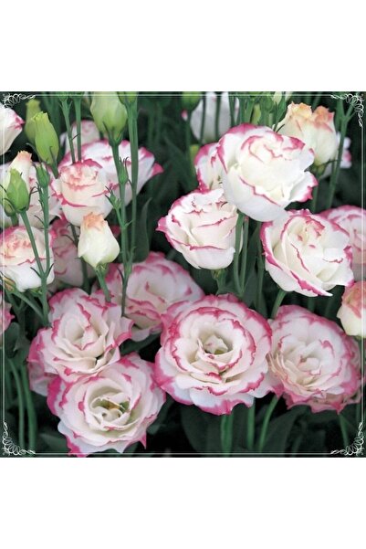 Tohum Dünyam 5 Adet Multicolored Pink Picotee Lisianthus Tohumu