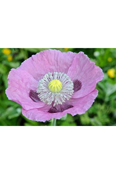 Tohum Dünyam 5 Adet Poppy Papaver Somniferum Wildflower Tohumu