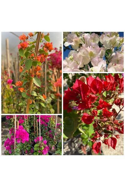 serada decor & plant Begonvil Sarmaşığı Set 4 Adet (kırmızı Pembe Turuncu Bey...