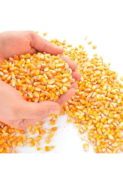 Asenya Tane Mısır 1 Kg Tavuk Yemi Yemlik Mısır Kanatlı Yemi Kaz Ördek Bıldırc...