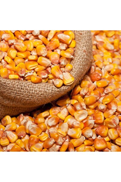 Asenya Tane Mısır 2 Kg Tavuk Yemi Yemlik Mısır Kanatlı Yemi Kaz Ördek Bıldırc...