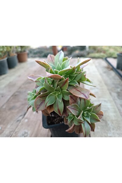 PLANTİS BOTANİK Aeonium Leucoblepharum 9 Cm Saksılı Sukulent
