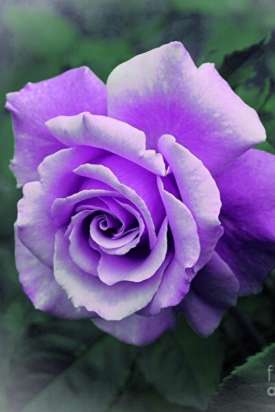 ÇİÇEKFLİX Lila Kokulu Yediveren Gül Çiçeği Fidesi 1 Adet 30-35cm Açik Kök