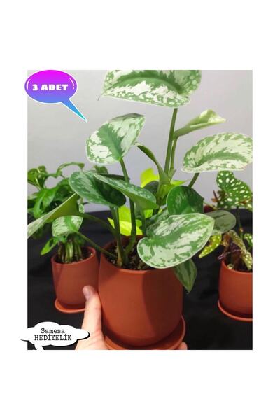 SAMESA HEDİYELİK Saksı Toprak Saksı Sukulent Saksısı Küçük Saksı 3 Adet