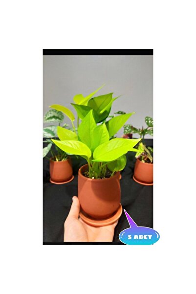 SAMESA HEDİYELİK Saksı Toprak Saksı Sukulent Saksısı Küçük Saksı 5 Adet