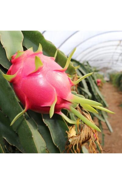 fidanpaketim Tüplü Beyaz Pitaya Ejder Meyvesi Fidanı