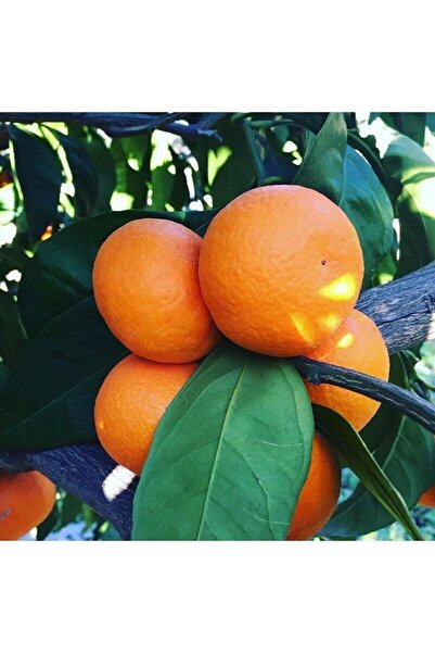 Taze Dükkan Gümüldür Satsuma Mandalina 2 Kg
