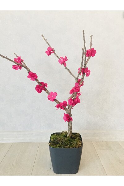 Asenya Yapay Çiçek 1 Adet 40-80 Cm Fuşya Bahar Dalı Yapay Bitki Ağaç Bonsai A...