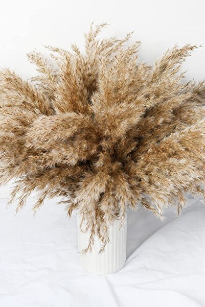 Alyones Doğal Kurutulmuş Kabarık Pampas Otu 10 Adet Ev Dekoru Için Kurutulmuş Çiçekler, Vazo Dahil Değildir