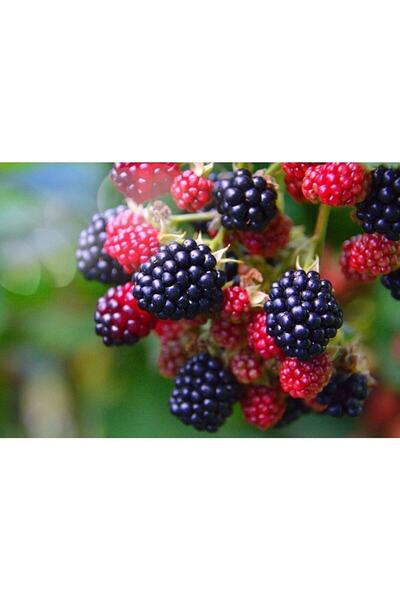 fidanpaketim Böğürtlen 4-5 M