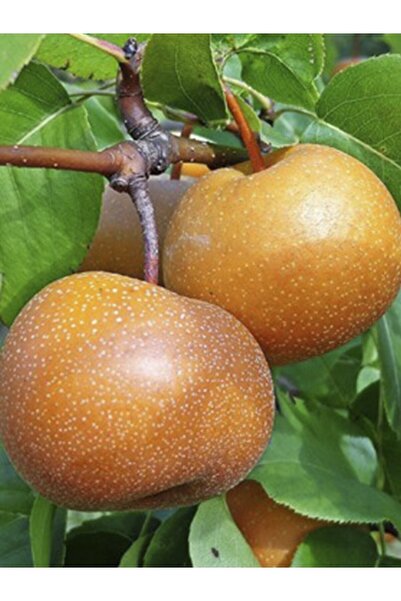 fidanpaketim Naşi Armut