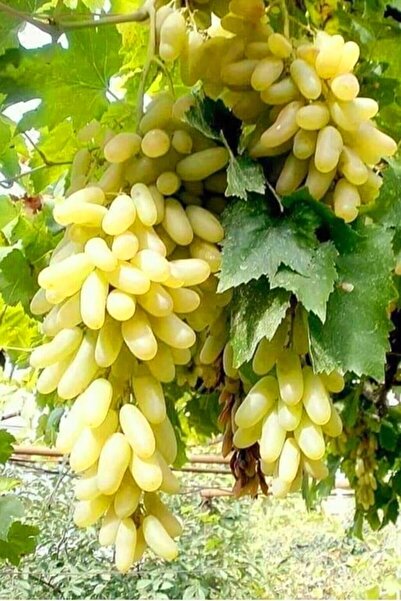 fidanpaketim Yediveren Beyaz Üzüm