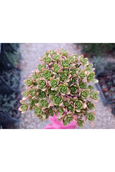 PLANTİS BOTANİK Aeonium Sedifolium 9 Cm Saksılı Sukulent