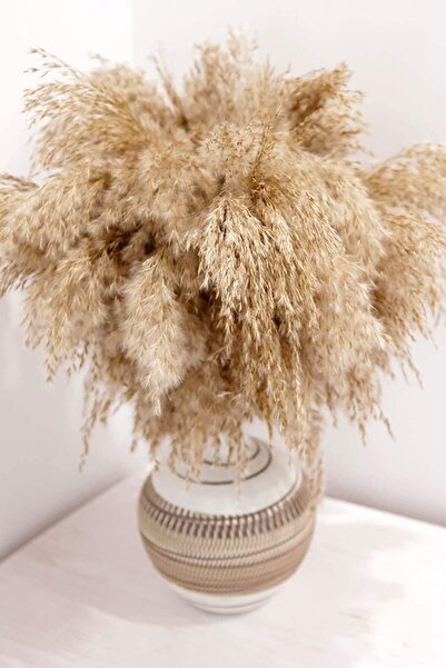 Alyones Pampas Otu Dekoru Uzun 10 Adet, 100cm Boyundan Pampas Otu Zemin Vazo Için,