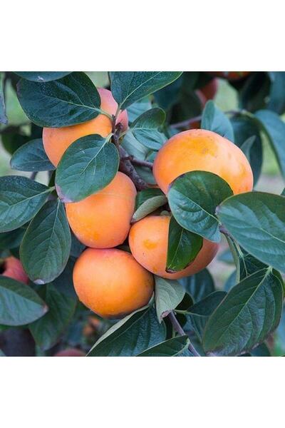 fidanpaketim Hanna Fuyu Trabzon Hurması