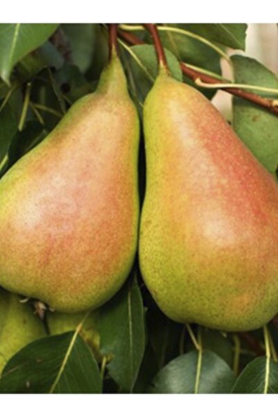 fidanpaketim Santa Maria Armut