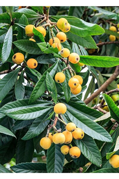 fidanpaketim Yenidünya Malta Eriği