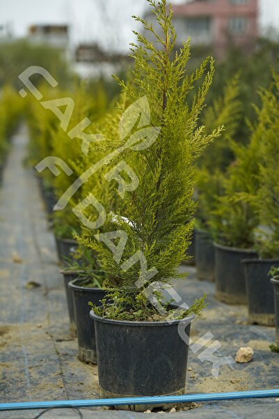 ÇAKIR FİDANCILIK Limon Çamı Limoni Servi(limon Servi) 70-80 Cm (cupressus Mac...