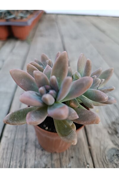 Graptopetalum Francesco Baldi 5,5 Cm Saksılı Sukulent