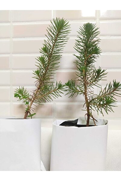 bahçevilya Fıstık Çamı [20*40]cm Boylarında Tüplü