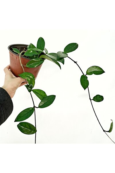 Hoya Carnosa Candle Flower