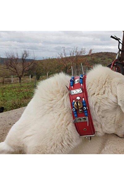 Sürmeli Tasma Kangal Çoban Köpek Tasması Deri Kırmızı 2 Zilli
