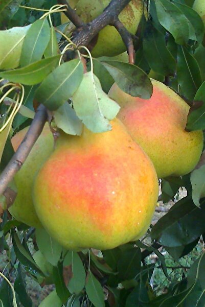 fidanpaketim Deveci Armut Fidanı