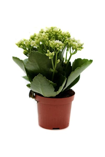 Viens Garden Beyaz Kalanşo, Kalanchoe