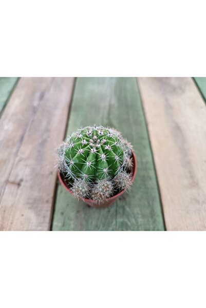 PLANTİS BOTANİK Echinopsis Oxygona Kaynana Topuzu 5,5 Cm Saksılı Kaktüs