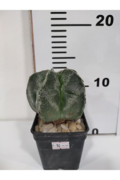 SAHRAFLORA Astrophytum Myriostigma Kaktüs Nadir Tür