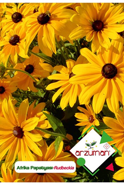 Arzuman Afrika Papatyası (rudbeckia) Çiçek Tohumu 100 Adet