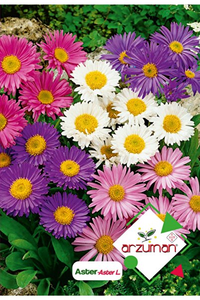 Arzuman Aster Çiçeği Tohumu (50 Adet) Farklı Renklerde