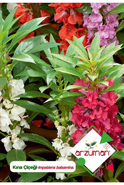 Arzuman Kına (ımpatiens Balsamina) Çiçek Tohumu 30 Adet