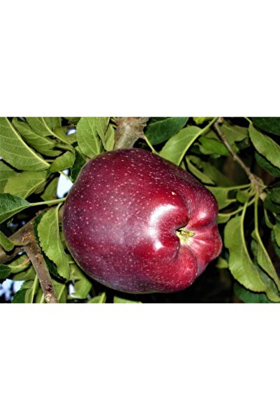 Fidan & Peyzaj Scarlet Spur Elma Fidanı (SAKSILI / 150 - 160 CM.)