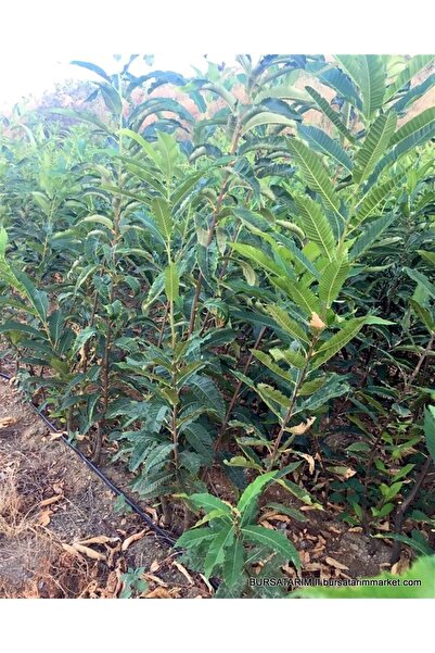 ALİOĞLU 2 Adet Tüplü Maraval Kestane Fidanı