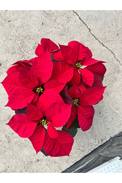 Genel Markalar Ponsetya (poinsettia) Atatürk Çiçeği Kırmızı Yapraklı Bitki Çiçek 35 Cm