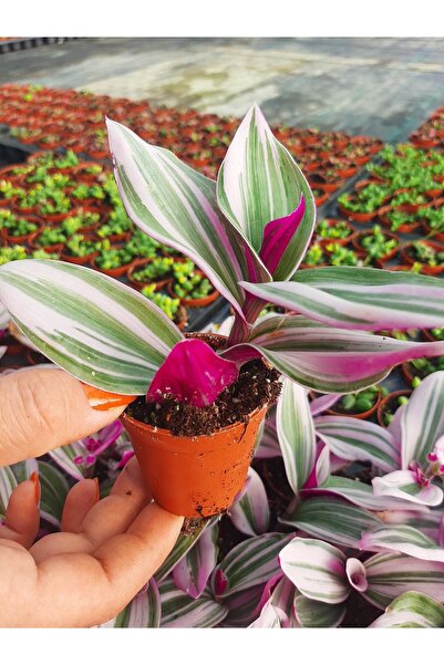 EGE GARDEN Tradescantia Nanouk (pembe Telgraf Çiçeği 5,5 Cm Saksıdai