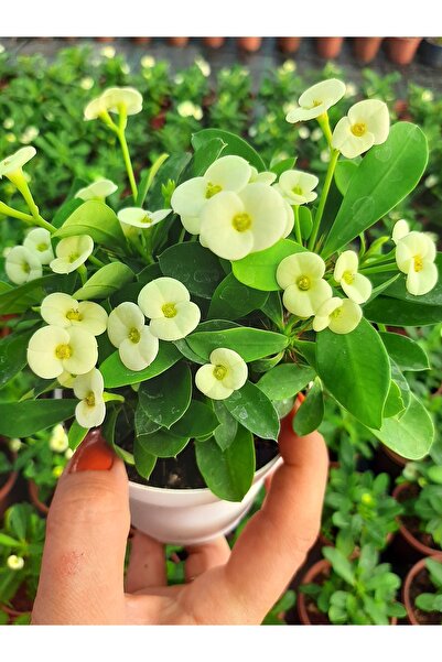 EGE GARDEN Euphorbia Milii Beyaz Çicekli Dikenler Tacı Sürekli Cicek Acan Tür