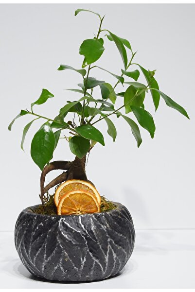 Çiçek Siyah Sekoratif Saksıda Bonsai Ağacı